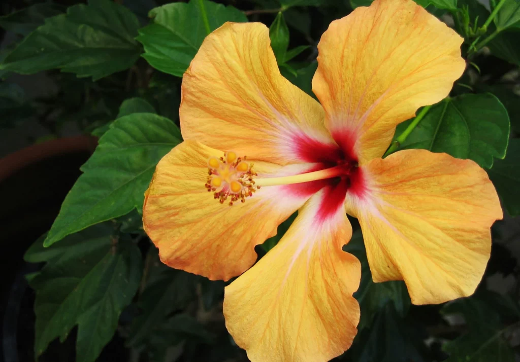 Steps for Planting and Nurturing Hibiscus