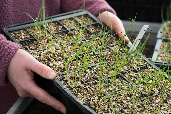 Steps to Grow Onions from Seeds