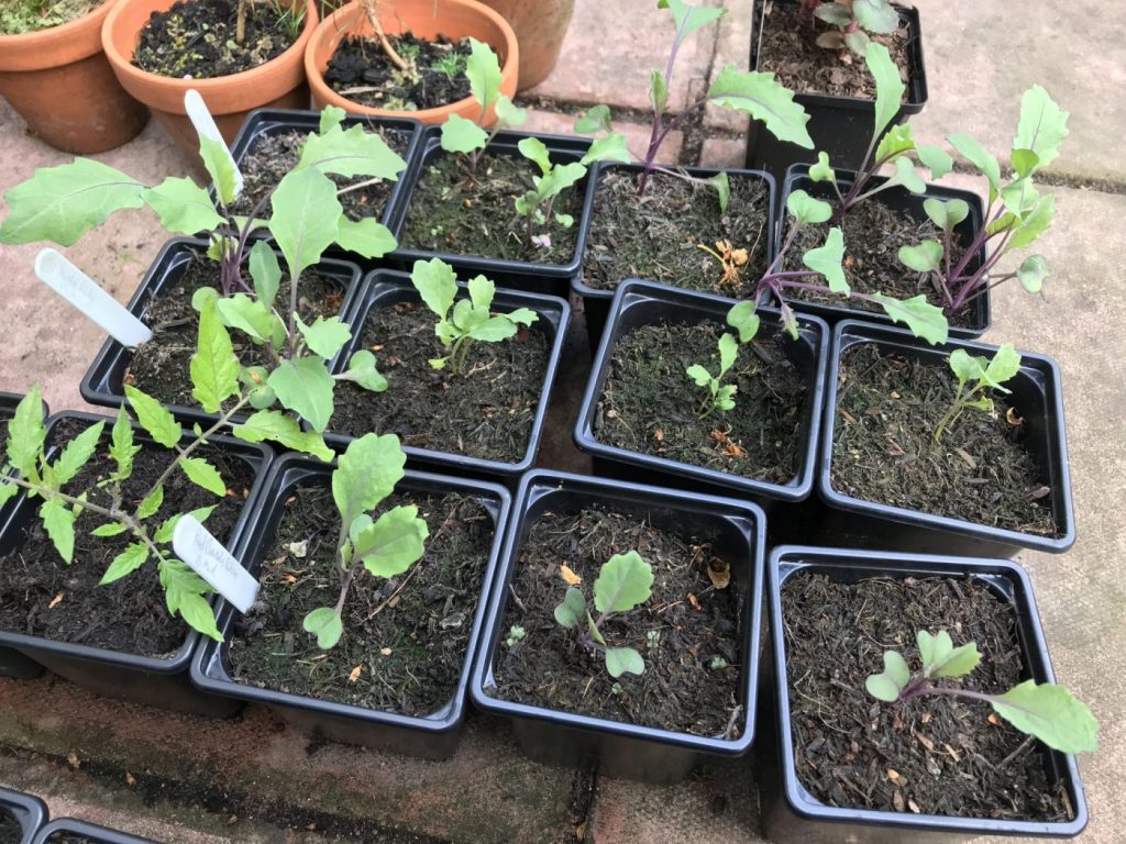 Steps to Plant Purple Sprouting Broccoli