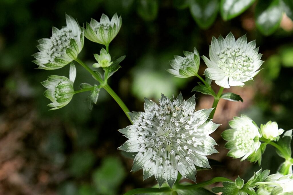 6 Steps to Sow Astrantia Seeds