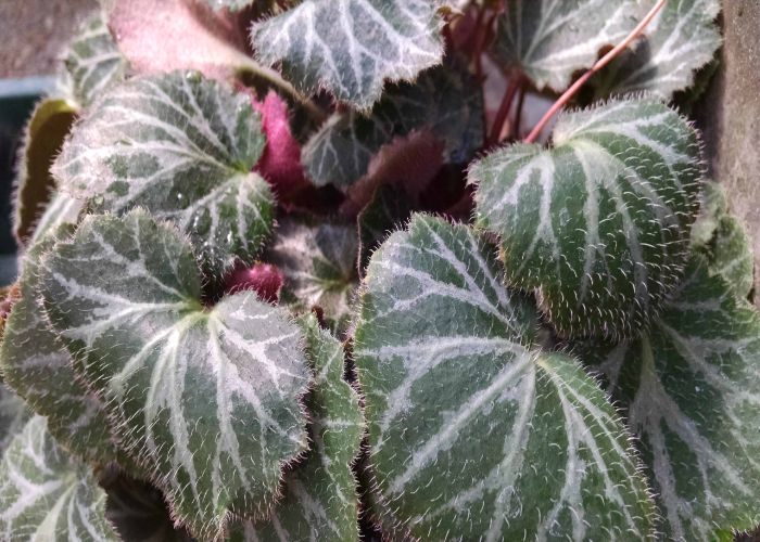 Strawberry Begonia