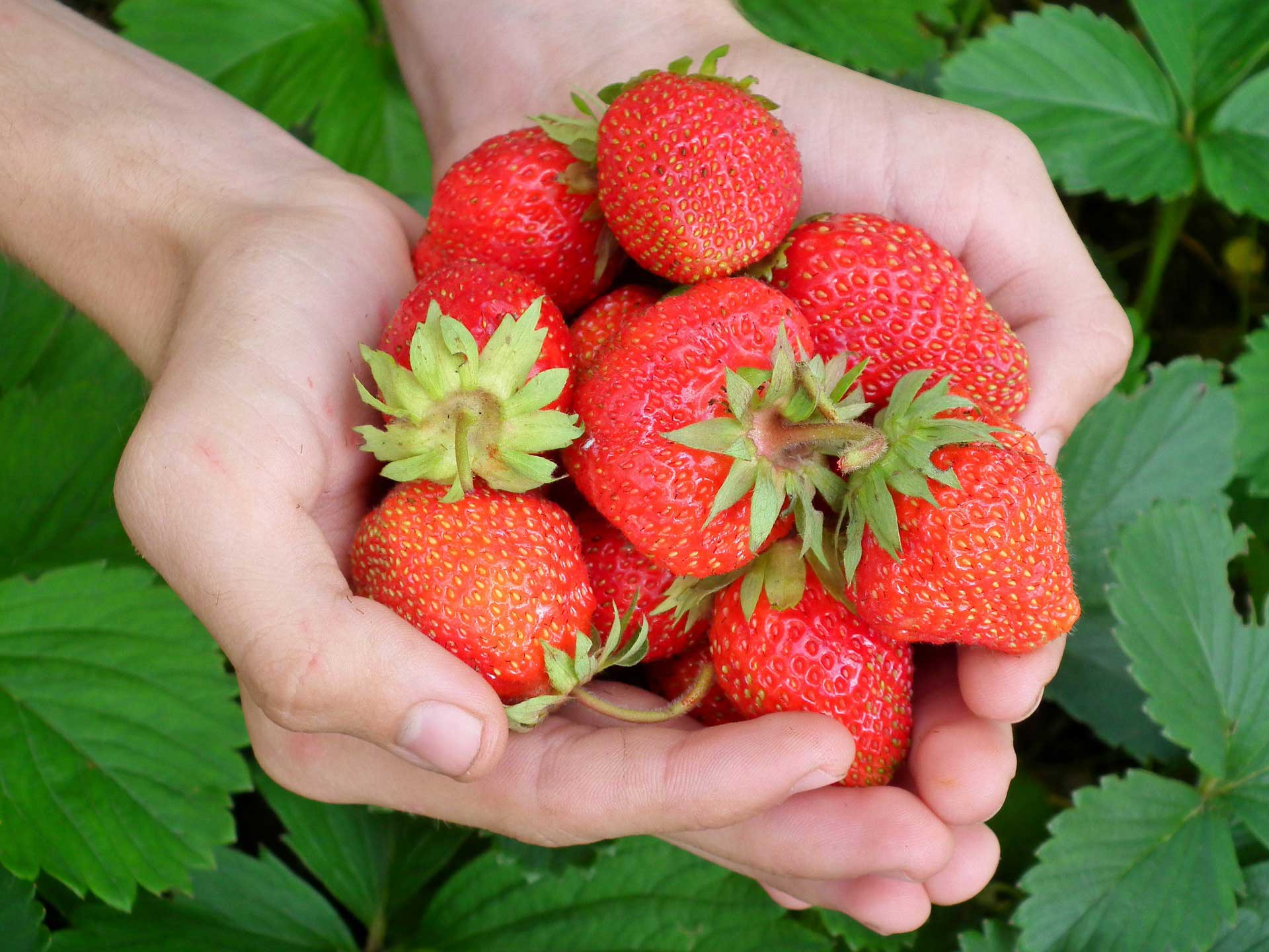 Maximize Your Strawberry Harvest: A Complete Growing and Care Guide