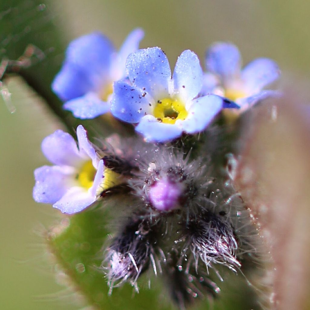 Strict Forget-Me-Not