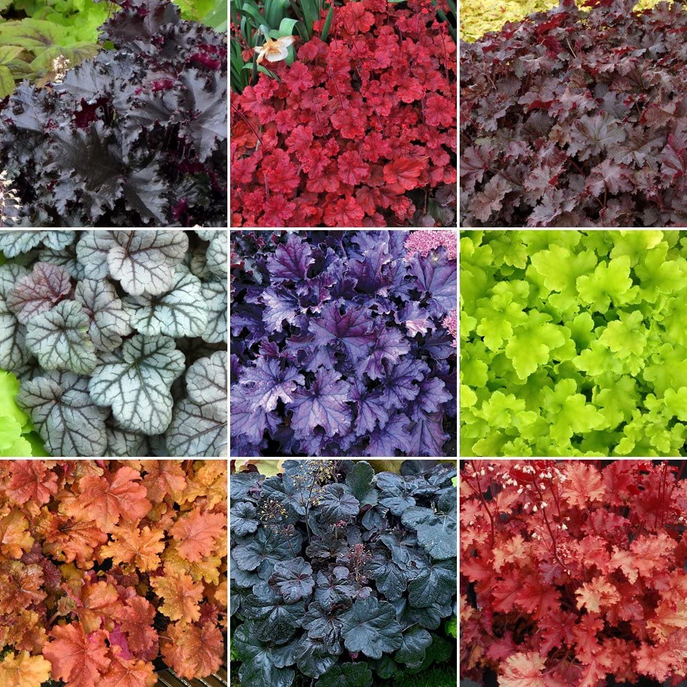 Exploring 25 Mesmerizing Heuchera Varieties For Your Garden