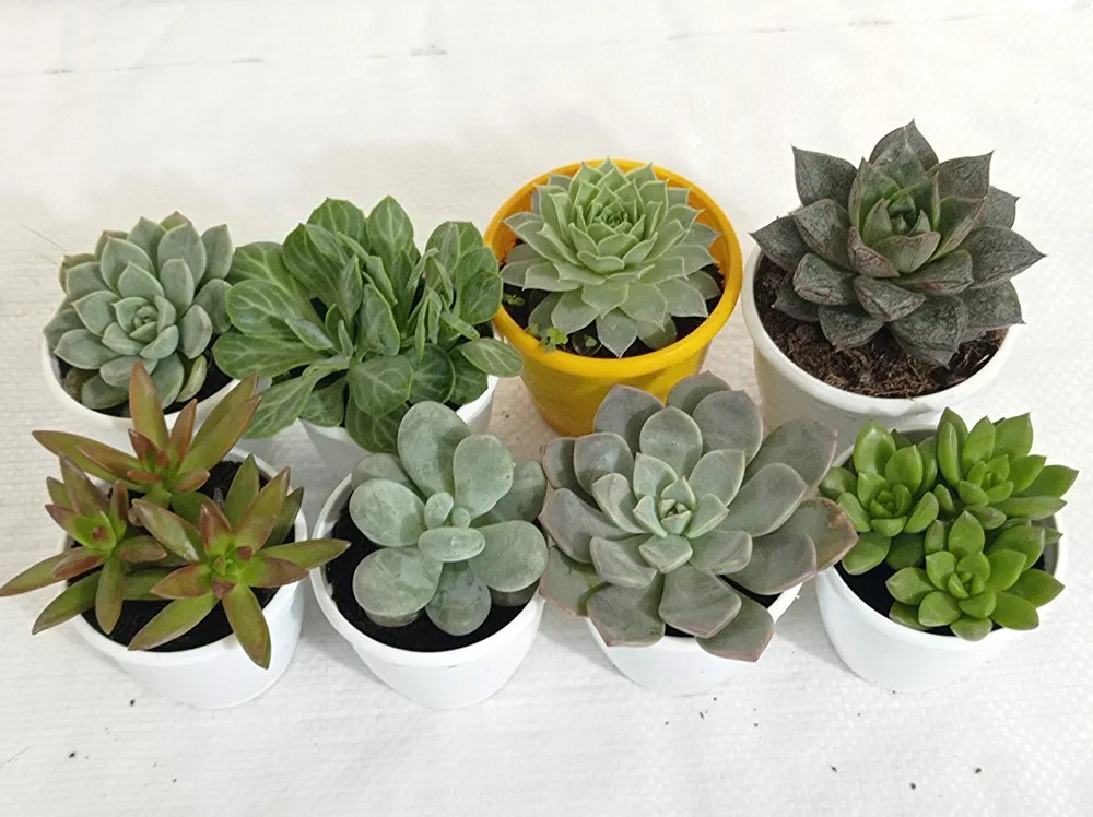 Succulents