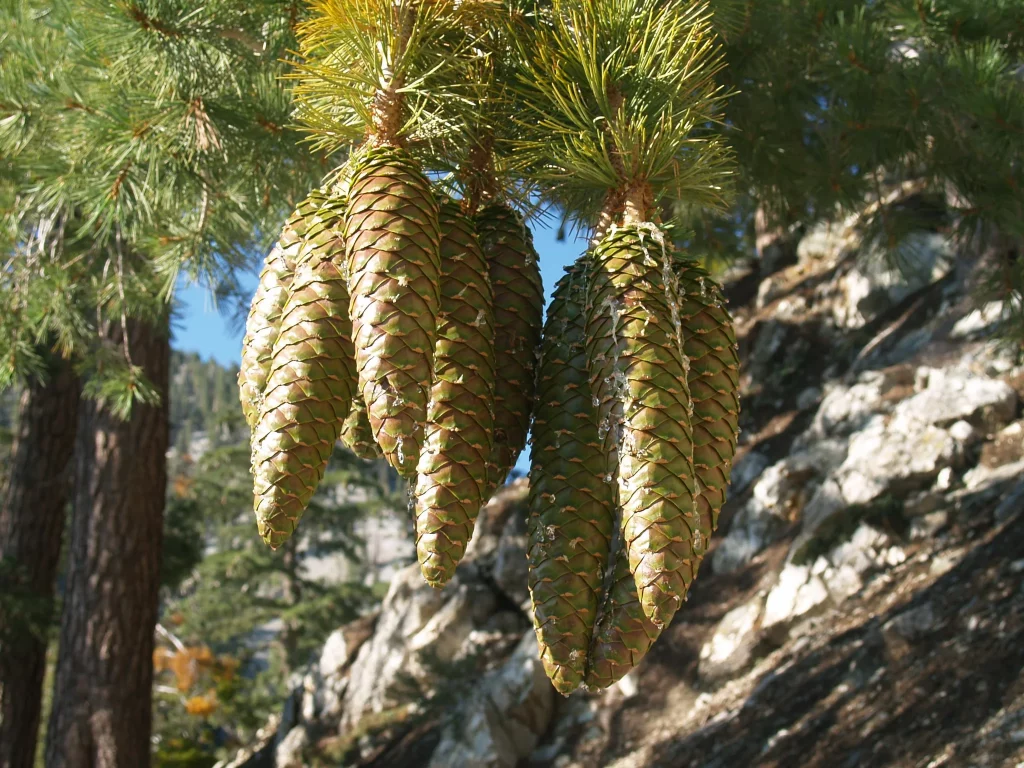 Sugar Pine Tree