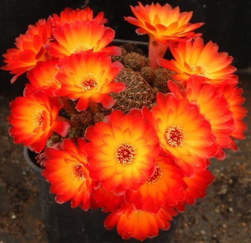 Sulcorebutia Cactus