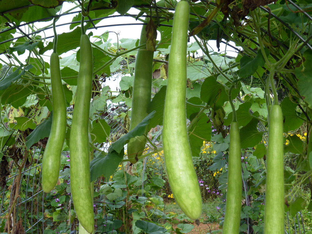 Summer Squash