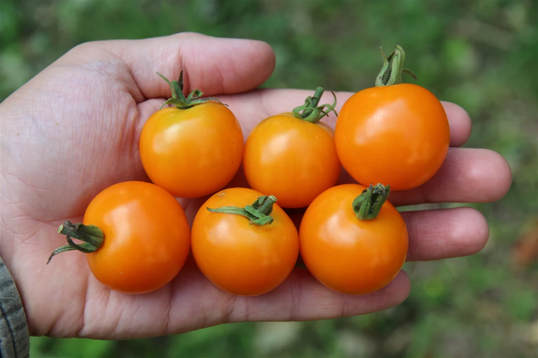 Sun Gold Pole Cherry Tomato