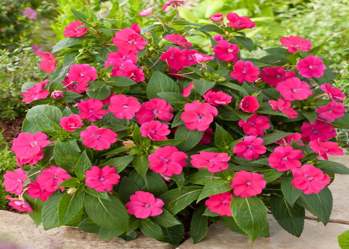 SunPatiens