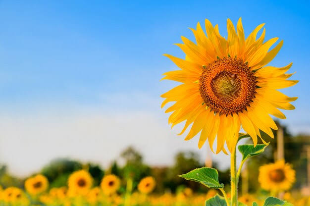 Sunflower