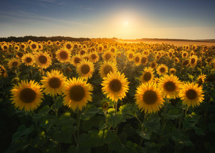 Sunflowers