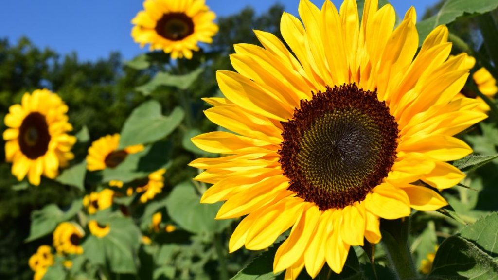 Sunflowers