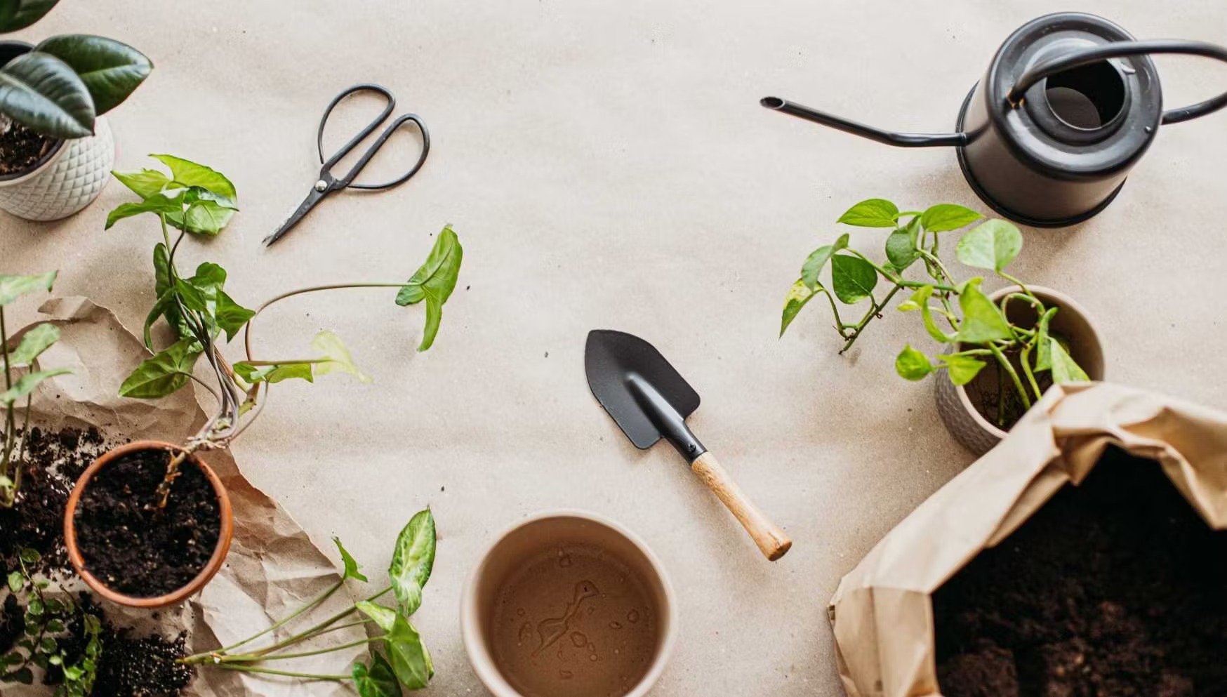 Supplies for Growing Alstroemeria from Cuttings