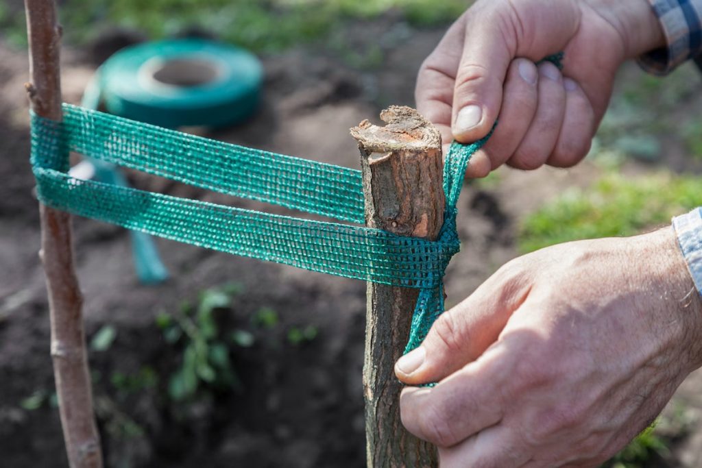 Support for Codern Apple Trees