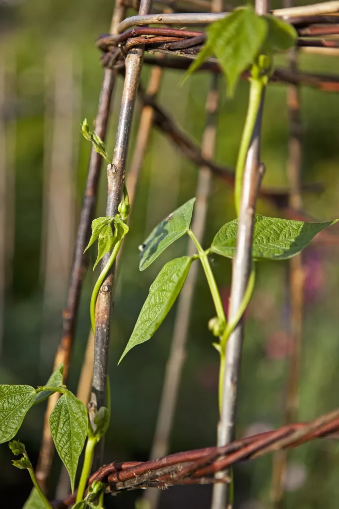 Supporting Green Beans