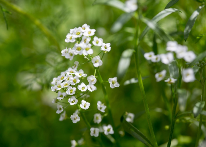 Sweet Alyssum