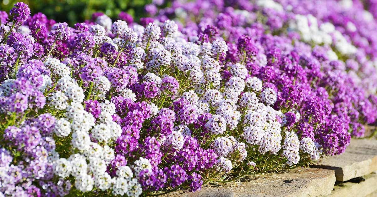 A Complete Guide to Sweet Alyssum Growing Tips & Maintenance