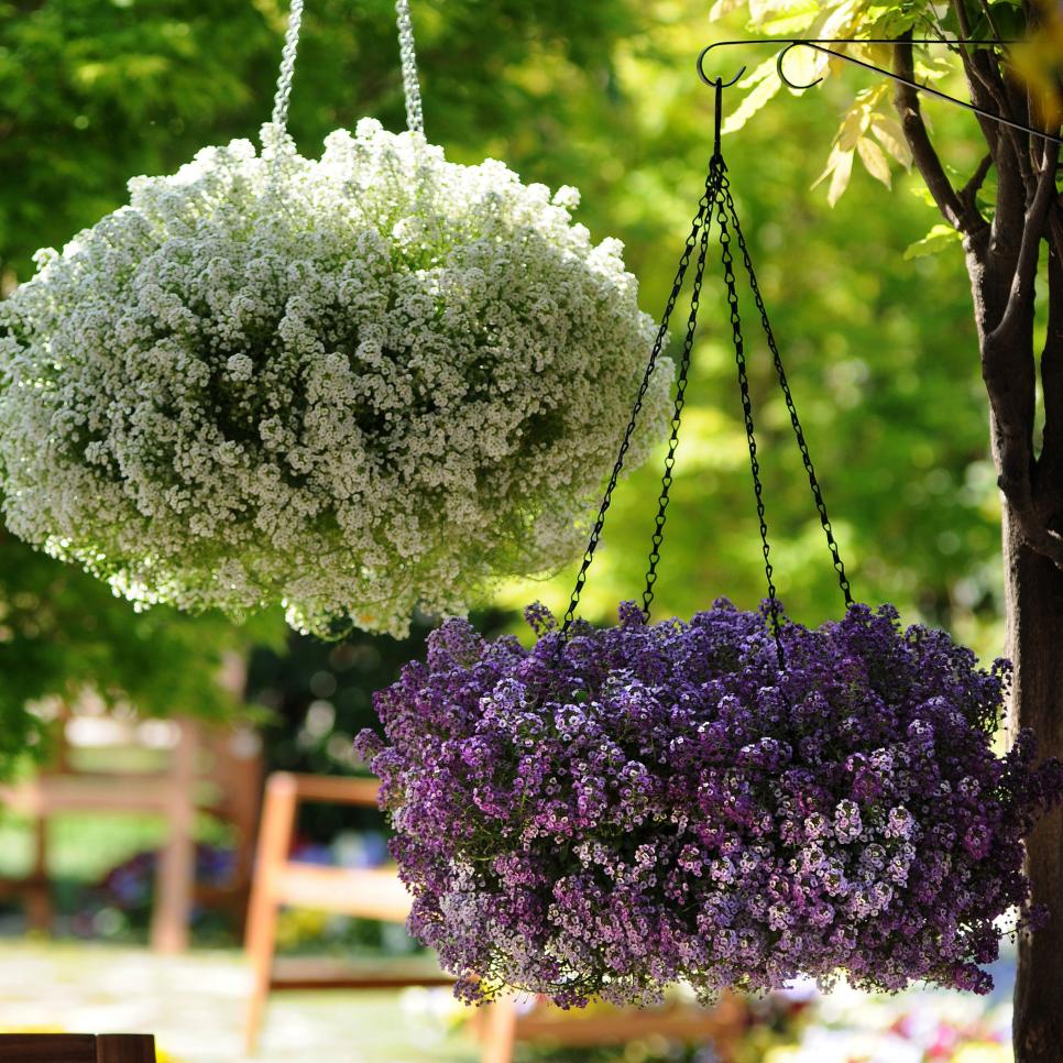 Sweet Alyssum