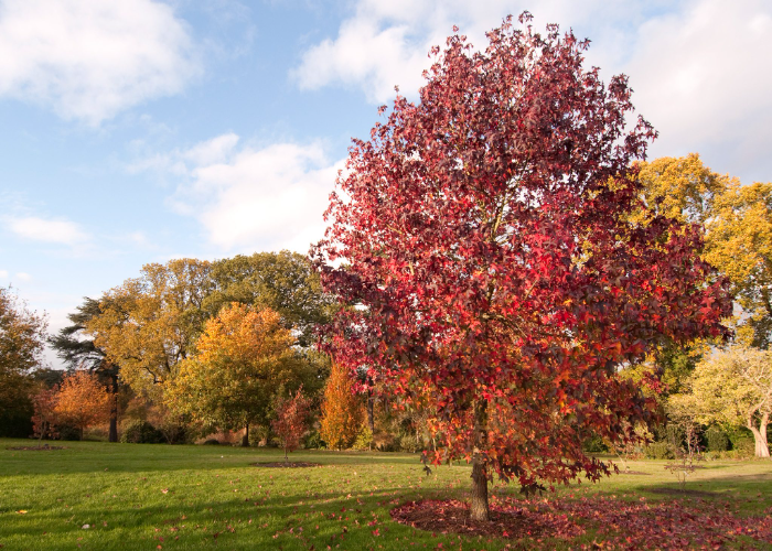 Sweet Gum