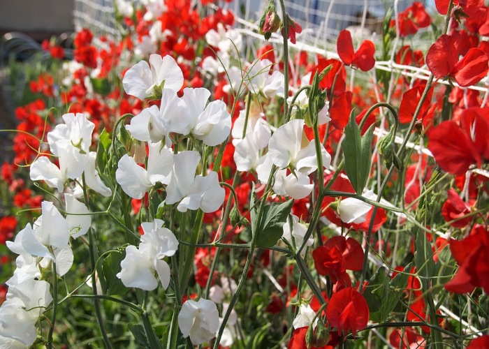 Sweet Peas