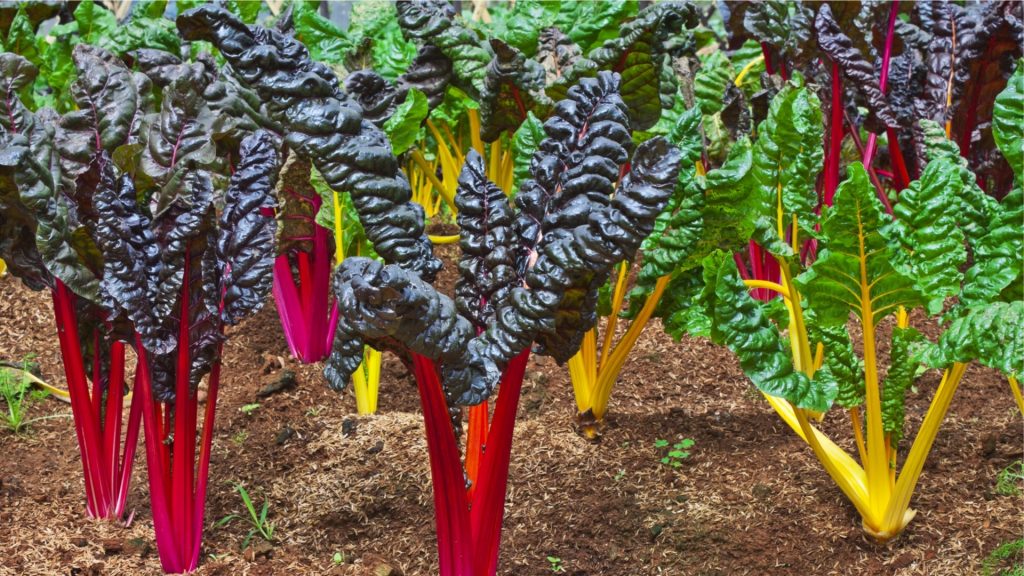 Swiss-Chard