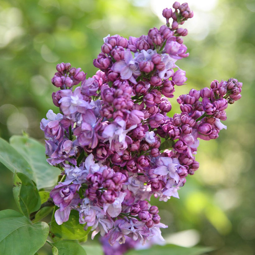 How to Care for And Grow Syringa Vulgaris ‘lilacs’ in Your Garden