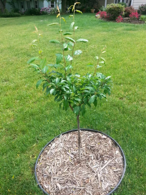 Take a Young Plum Plant