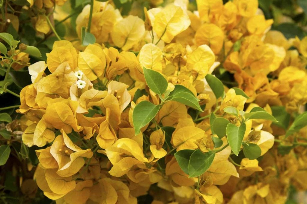 Tall Bougainvilleas