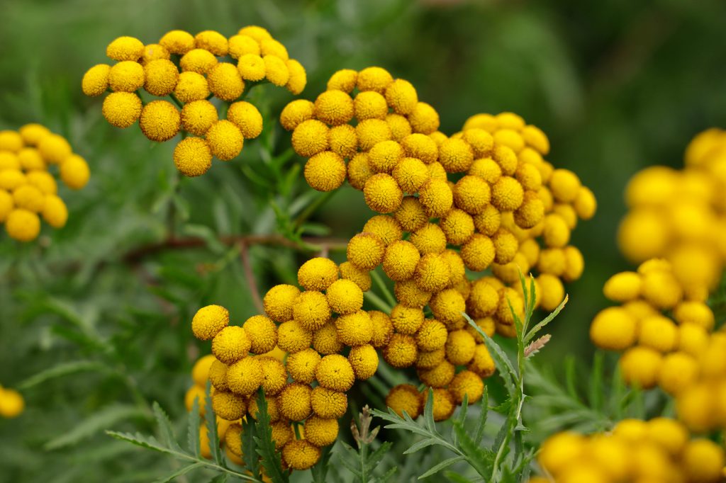 Tansy