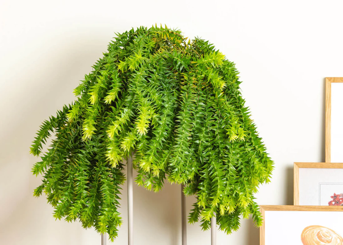 Tassel Fern