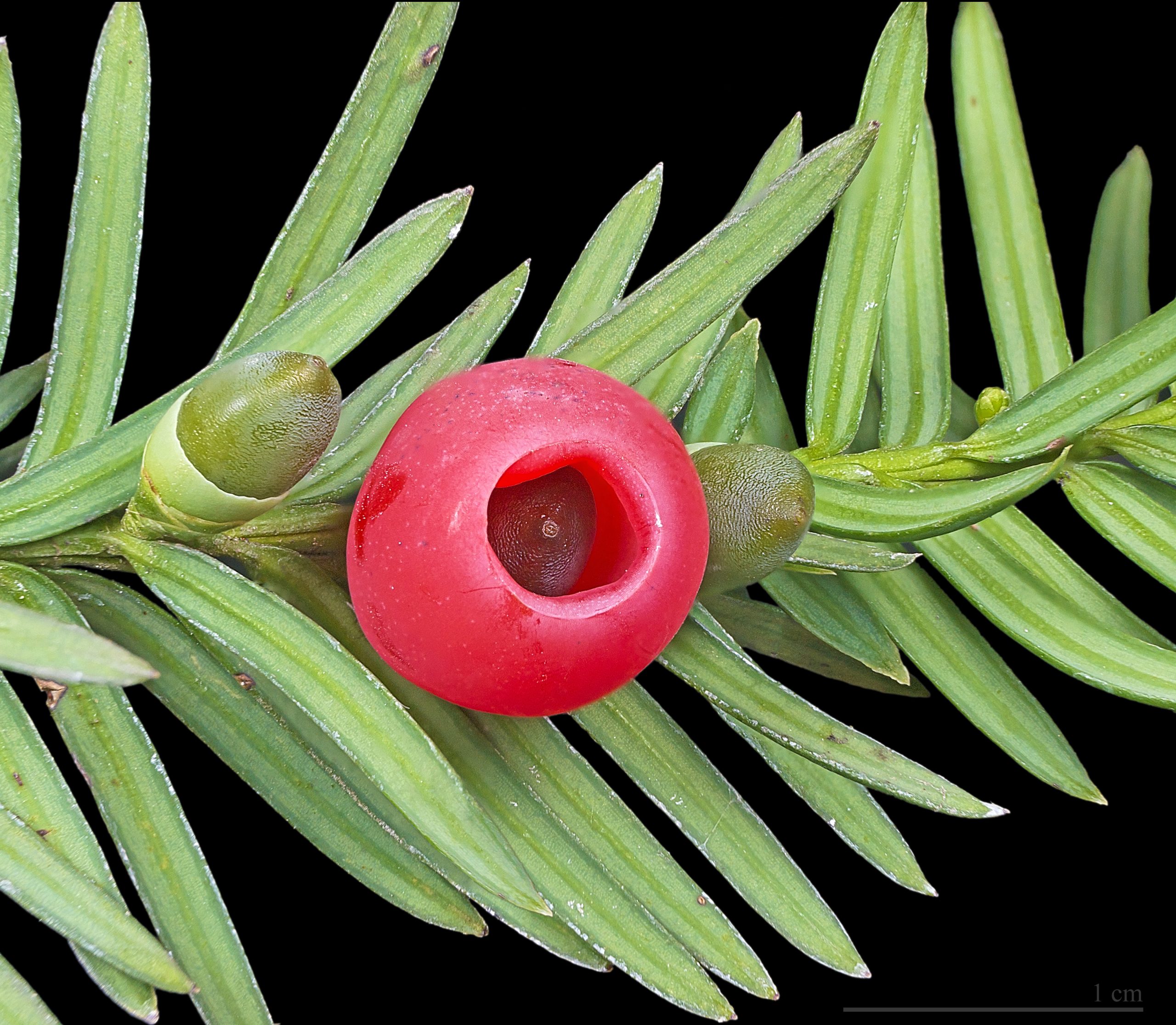 Yew (Taxus baccata)