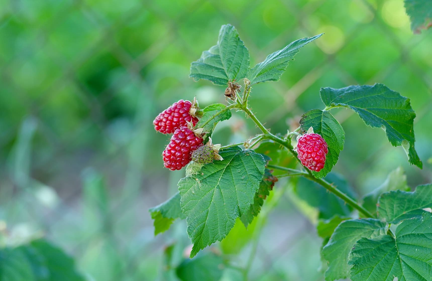 6 Tayberry Plant Care & Growing Tips for Every Gardener