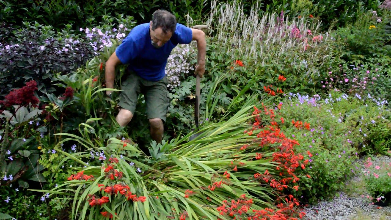 Techniques for Cutting Back Crocosmia