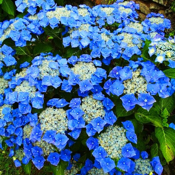 Teller Blue Hydrangea