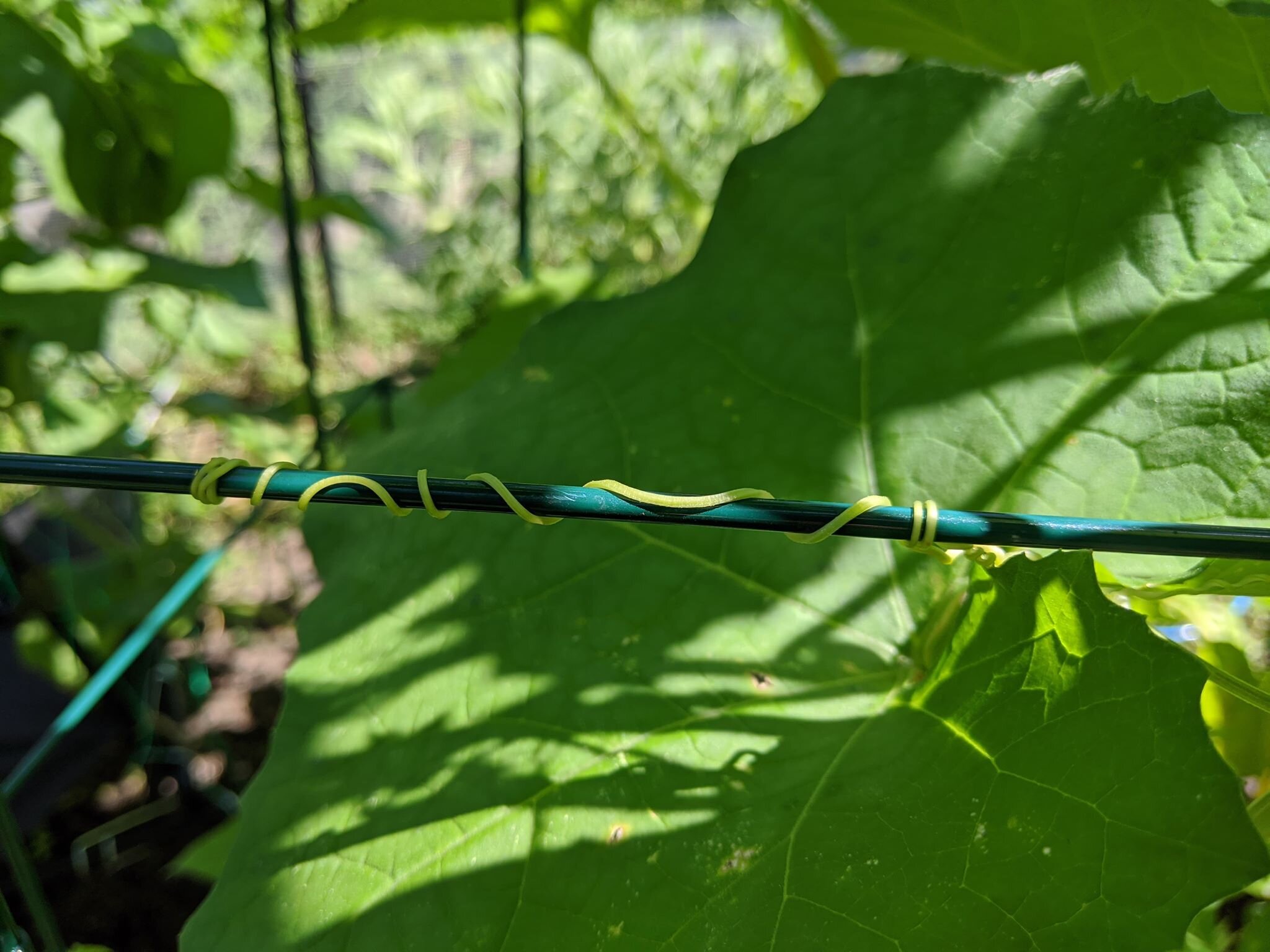 Tendrils with Adhesive Pads