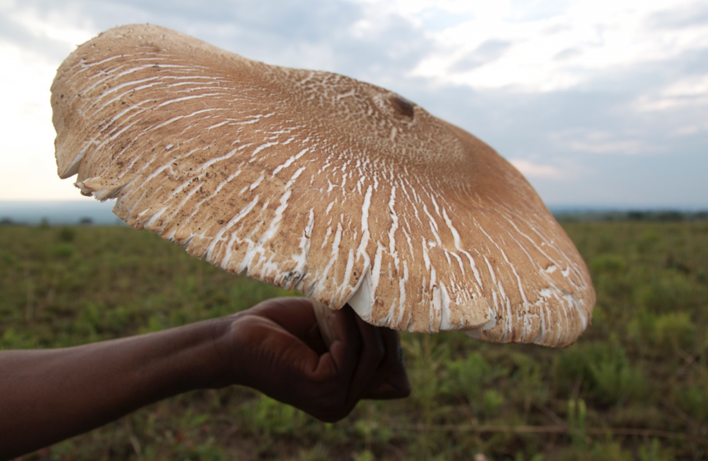 Termite Mushrooms