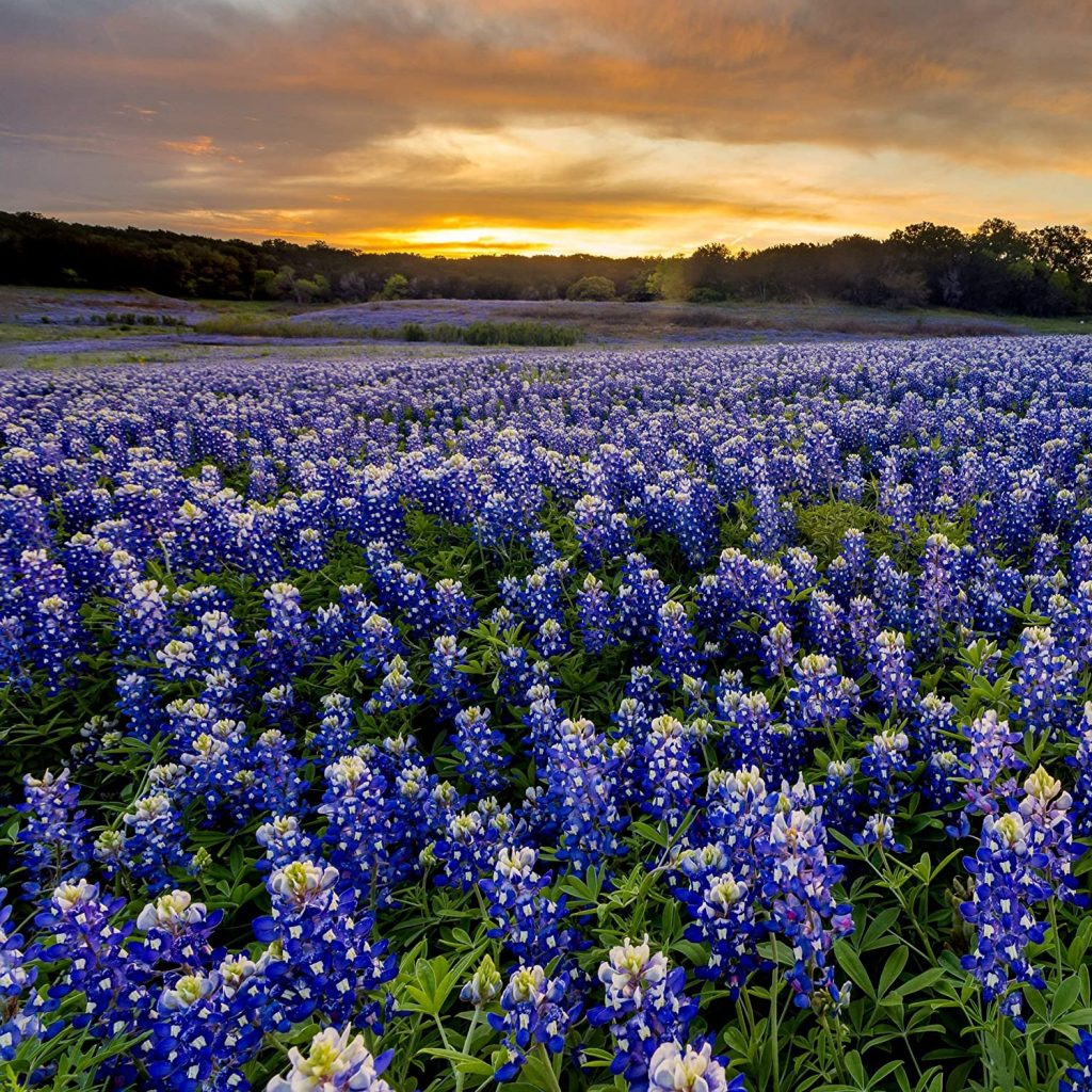 Texas Bluebonnet