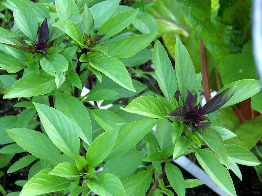 Thai-Basil