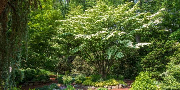 The 9 Best Trees For Small UK Gardens