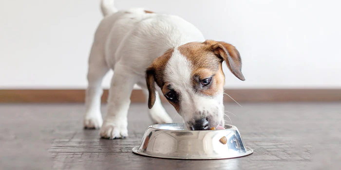 The 3 Essentials When Switching A Puppy’s Diet