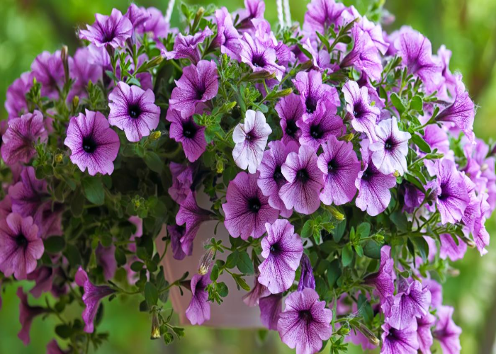 The 4 Different Specimens of Petunias