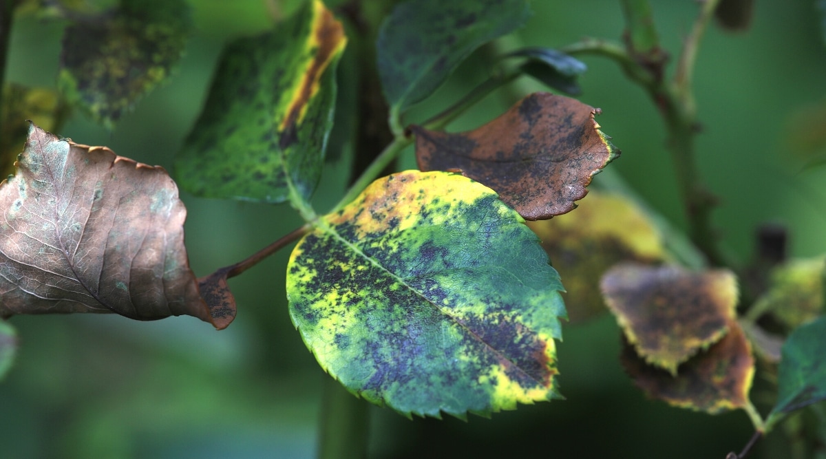 The Common Symptoms of Black Spots on Roses