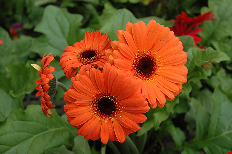 The Gerbera Plant