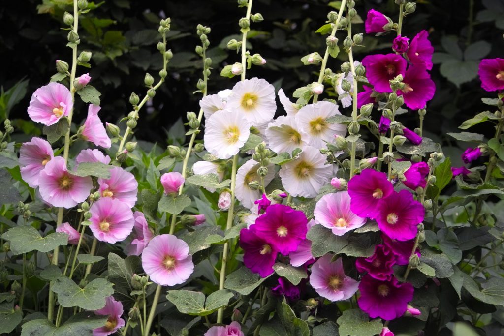 The Hollyhock Plant