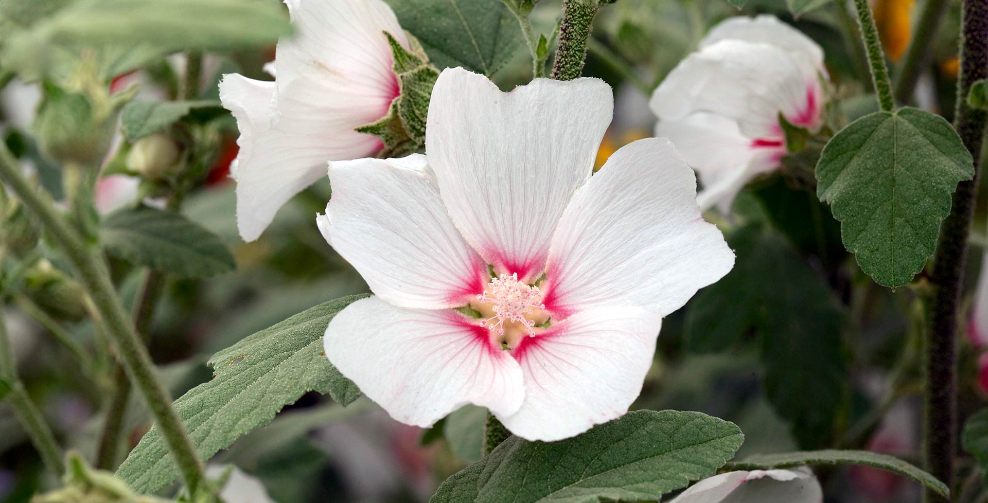 The Lifespan of a Lavatera Plant