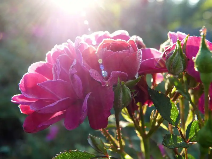 The Main Causes of Black Spots on Roses