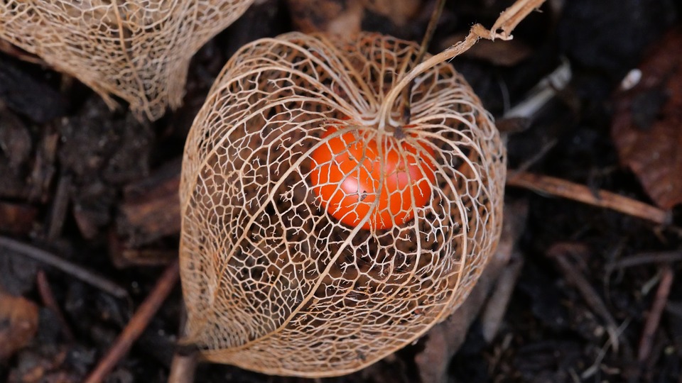 The Physalis Alkekengi Plant