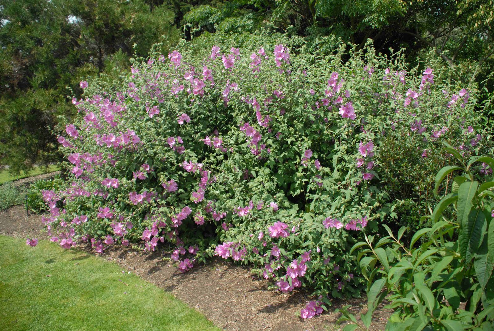 The Radiant Blossoms