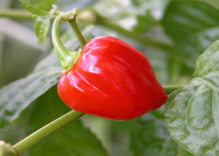 The Red Savina Pepper